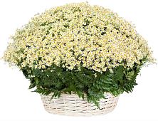 Цветочная композиция из Ромашки в корзине #REPLACE_PRED# Сергаче